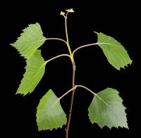 Bouleau - rameau terminal avec feuilles (Betula pendula)